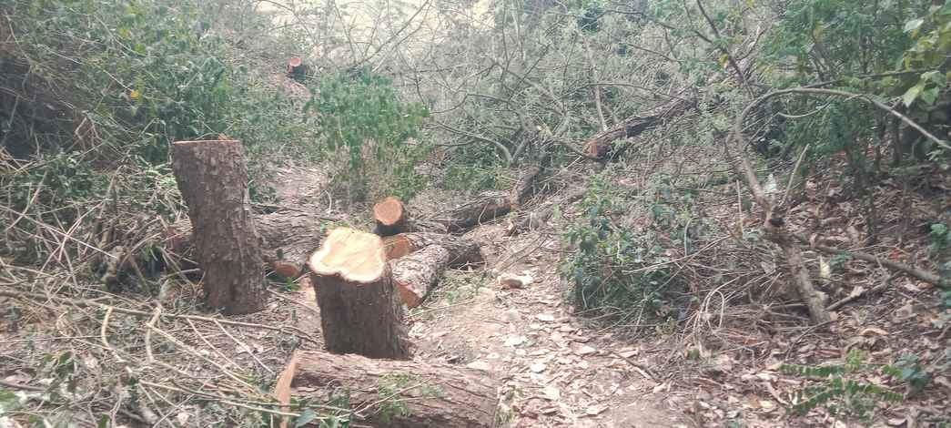Eight Khair trees were cut in Kharota Patan