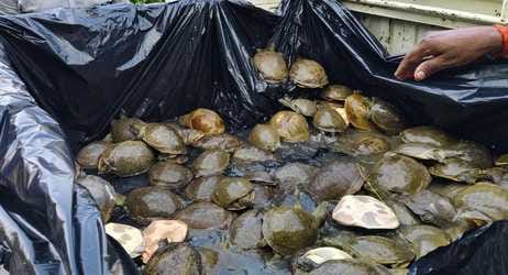Turtle smuggling gang busted, two accused from Uttarakhand arrested