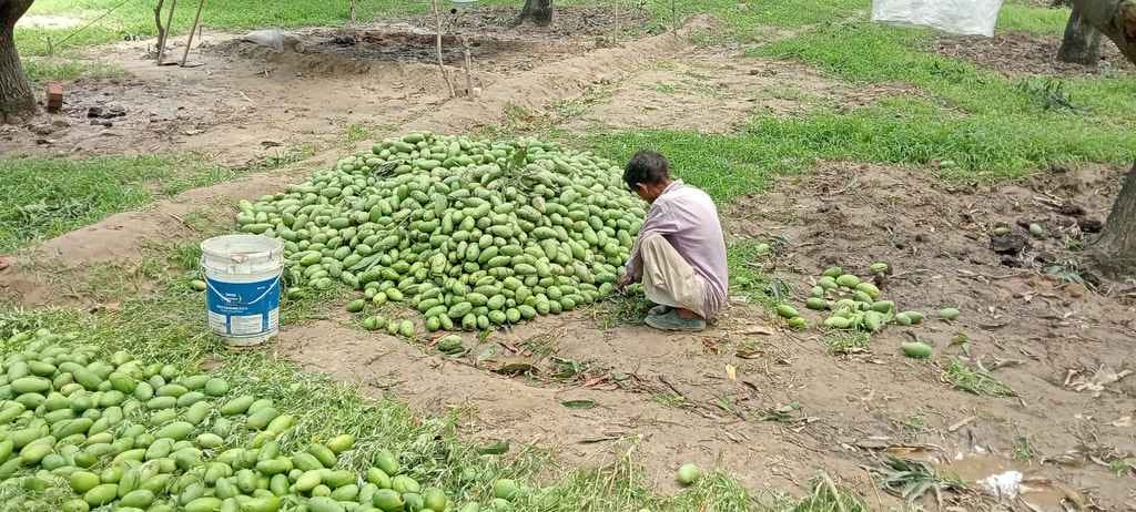 10% more mango crop fell due to storm