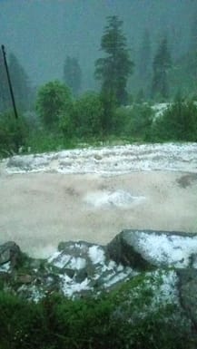 Apples and pears were hit by hail, storm swept away their leaves