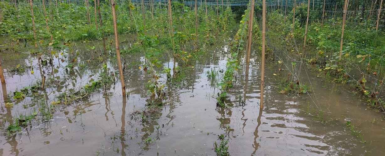 Rain water filled the fields, vegetable crop was destroyed