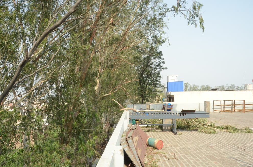No solution to the problem of trees, responsibility on PCCF