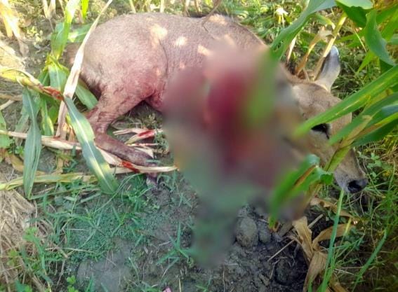Tiger hunted deer, panic increased