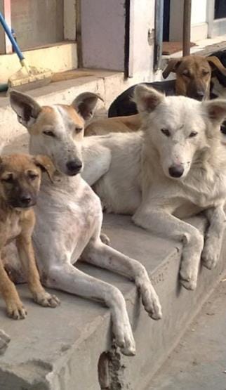 Street dogs