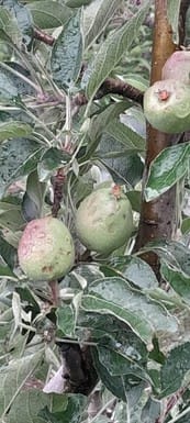 Rain and hailstorm in Jagatkhana caused loss of up to one crore