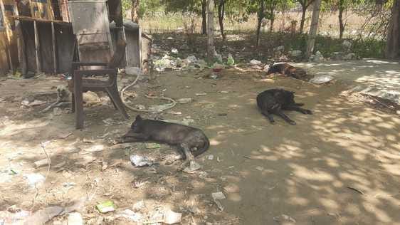 The corporation will sterilize stray dogs