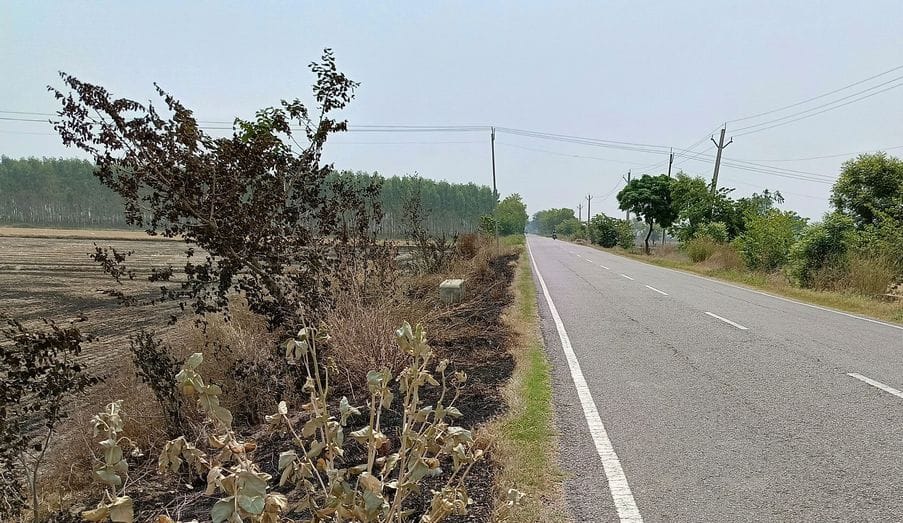 790 trees and plants worth Rs 3.97 lakhs climbed the fire