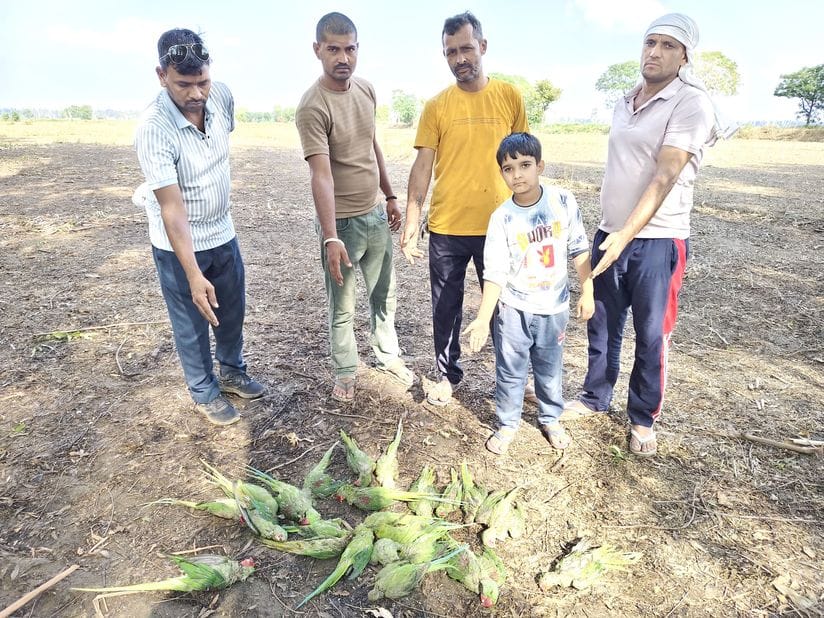 Hundreds of parrots lost their lives due to strong storm in Kharak Gagar