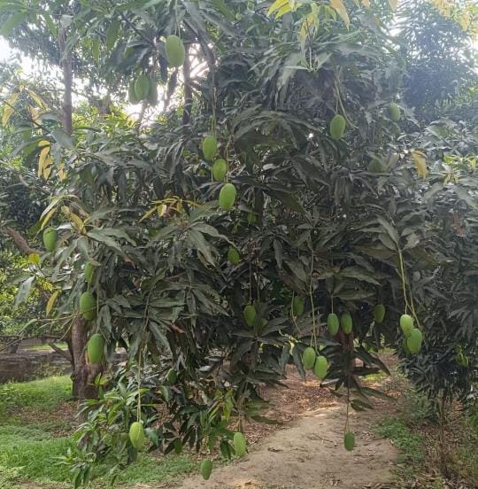Rain brought relief to farmers, gardeners' faces lit up