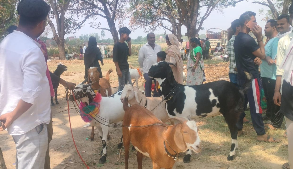 Market of goats set up in Raniganj market for sacrifice