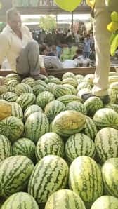 Prices of Zayed crops decreased due to rain