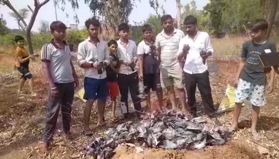 200 pigeons died due to storm and rain