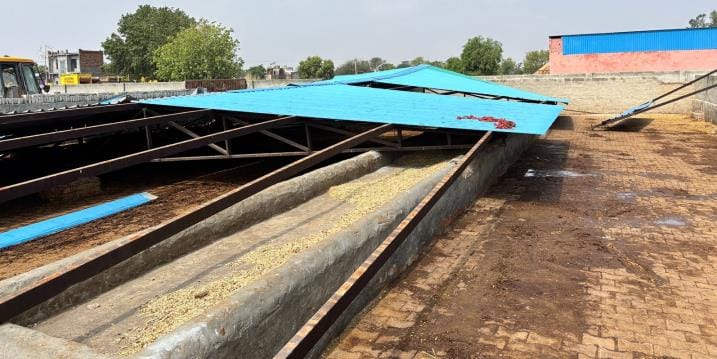 The shed of Manheru Gaushala built three years ago collapsed in the storm, two cows died