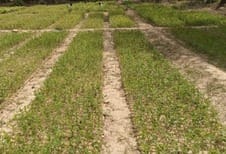 226 acres of forest department land is still occupied, most in Narayangarh