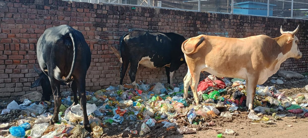 Five thousand people are living amidst filth, fear of disease spreading in Abhaypur