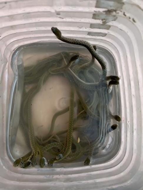 Snakes are coming out in Shahabad, people are scared