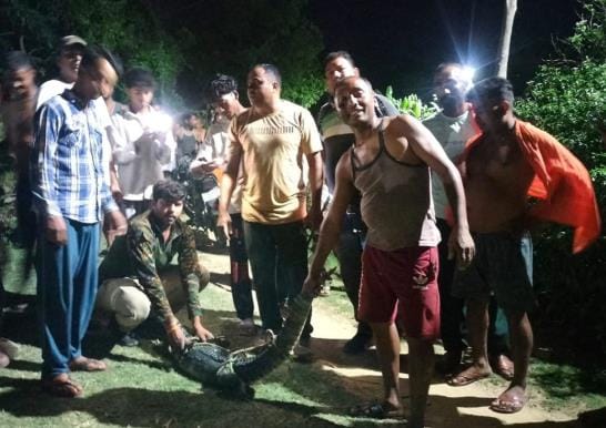 Crocodile entered the Bengali colony