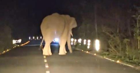 The speed of vehicles slowed down due to elephants coming on Bannakheda road
