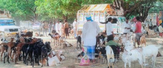 There is a rise in the sale of goats