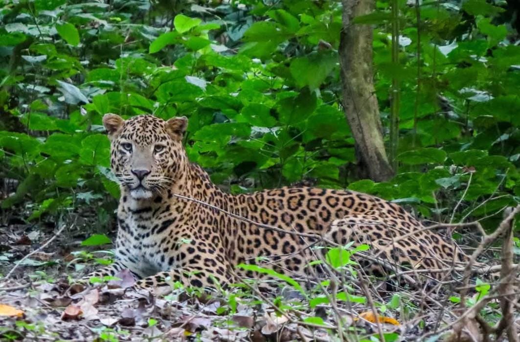 UP: Fear of leopards and thieves in every village of Amroha, people are also scared of drones