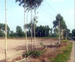 Electricity supply was restored after cutting down MLA's trees