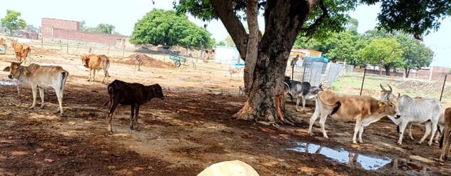 Two cows died in Abdullaganj Gaushala, uproar