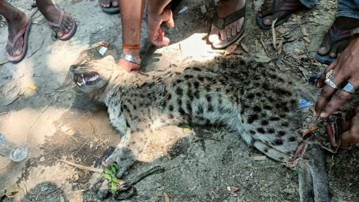 There was a stir on the information of leopard, it turned out to be a fishing cat