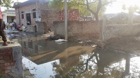 kasganj news electric shock two animal died