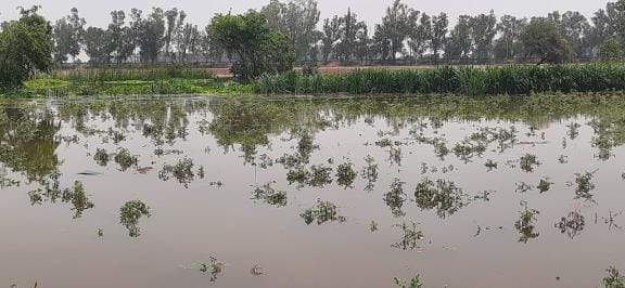Farmers' crops were destroyed due to overflow of water in Ghaggar Dhar