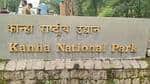 Painful death of female tiger in Kanha Tiger Reserve, sixth case this year