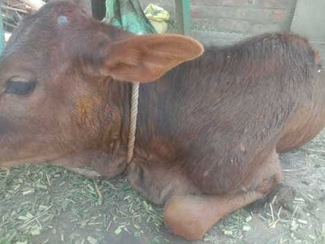 Leopard entered the house and attacked the calf