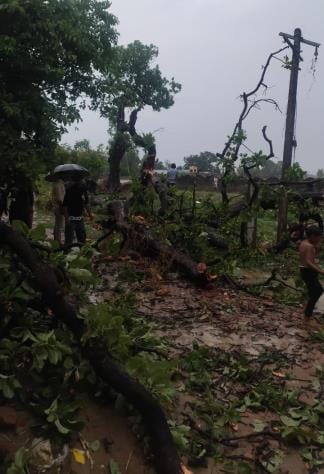 Tree fell on electric wire, supply disrupted