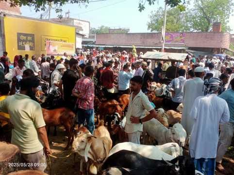 A pair of goats sold for Rs 2.10 lakh