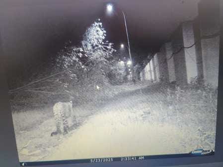 Leopard seen in Power Grid colony, panic