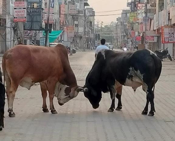 A young man died due to a bull attack, a dozen villagers had been targeted