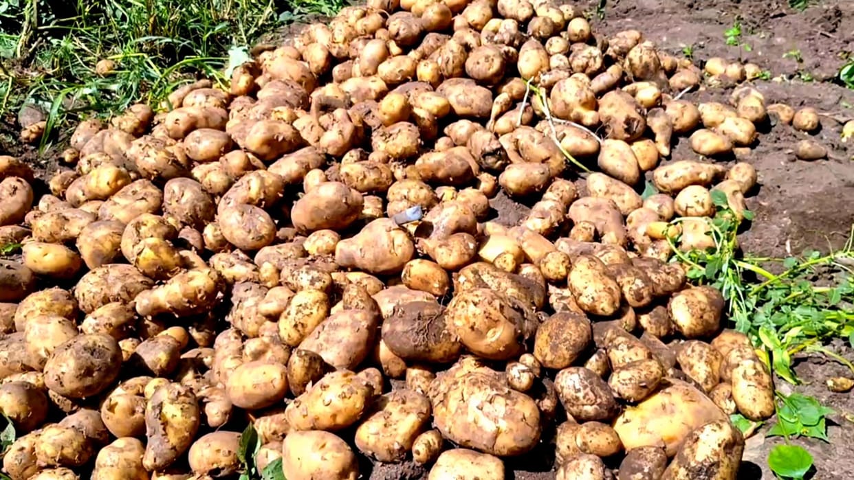 Potatoes will sprout seeds of prosperity for farmers in September