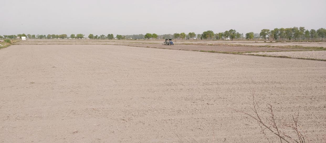 Due to heavy rains in the last week of May, farmers who wanted to sow millet are in a dilemma