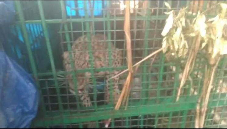 The leopard that climbed up the roof and killed the woman is now caged