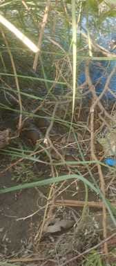 Giant python found in Fardahiya village