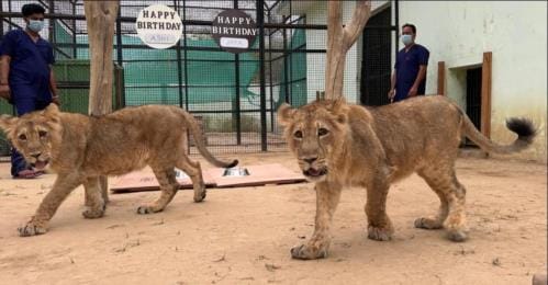 Lioness's cub turns one year old without drinking milk