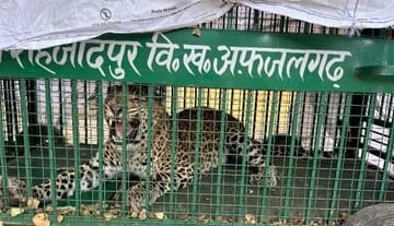 Male leopard captured in Shahzadpur