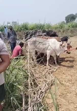 Cattle are getting trapped in the net woven with donations from farmers