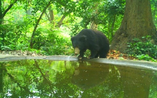 Counting of herbivorous wildlife begins in Dudhwa
