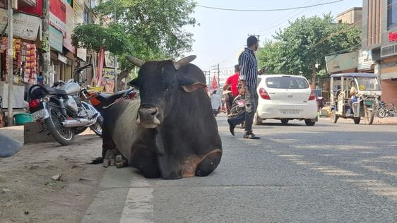 The Nagar Palika does not have space to keep the helpless animals