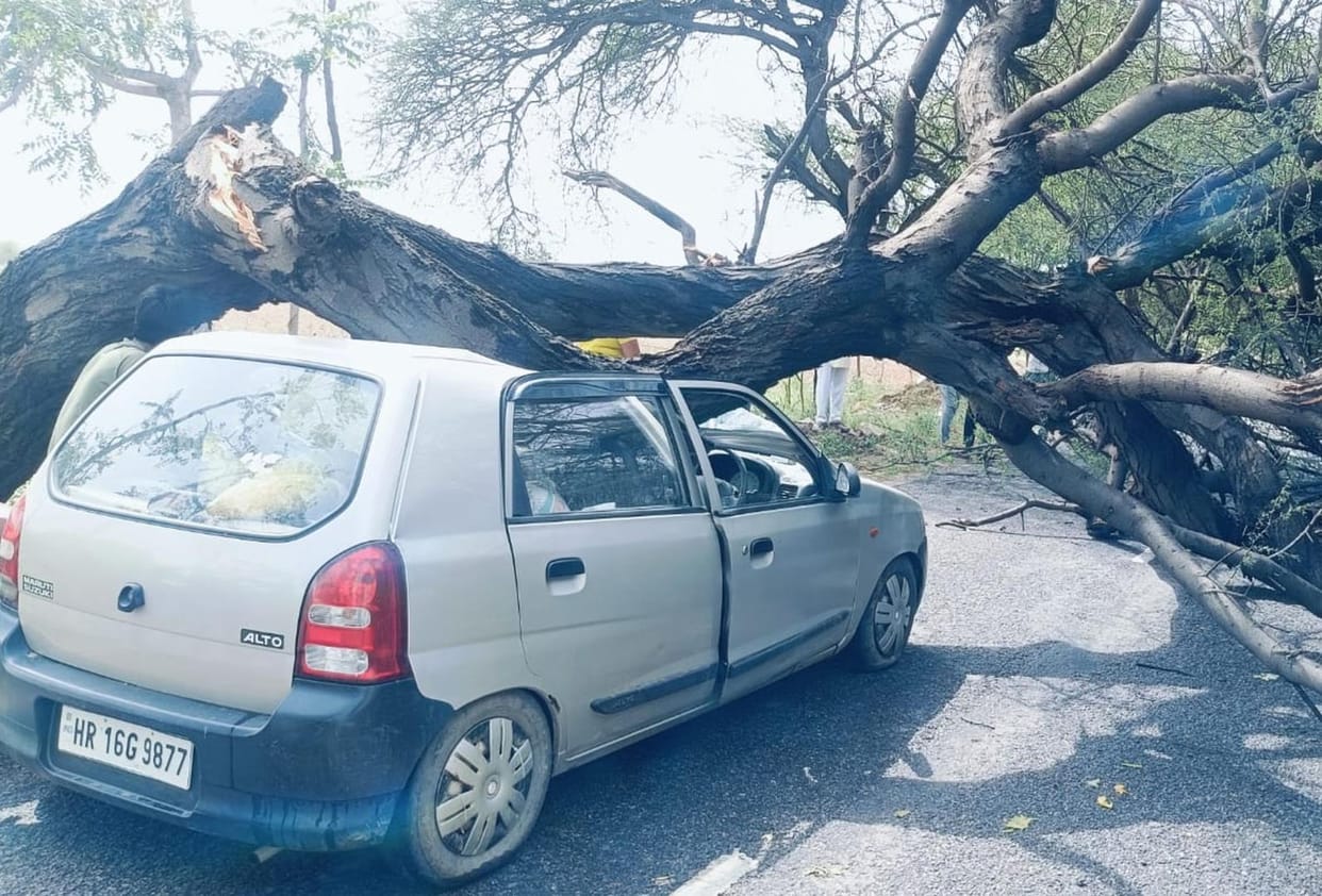 trees and electric poles fell down in storm
