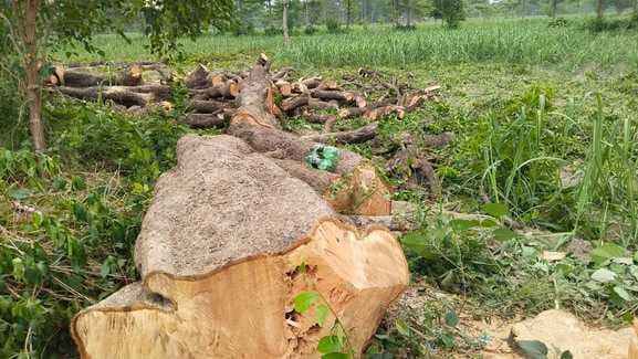 Five mango trees cut without permit