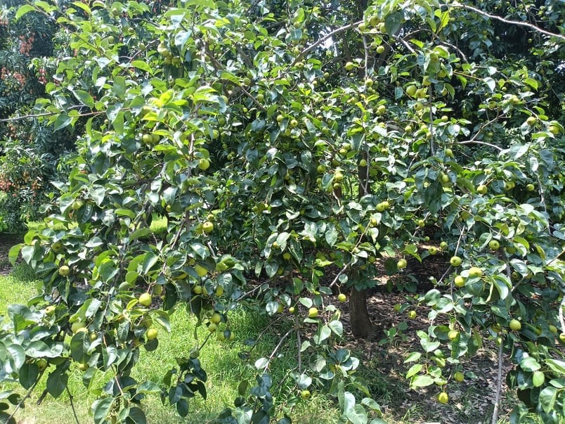 The farmers of the district are getting profit from litchi and pear crops leaving sugarcane