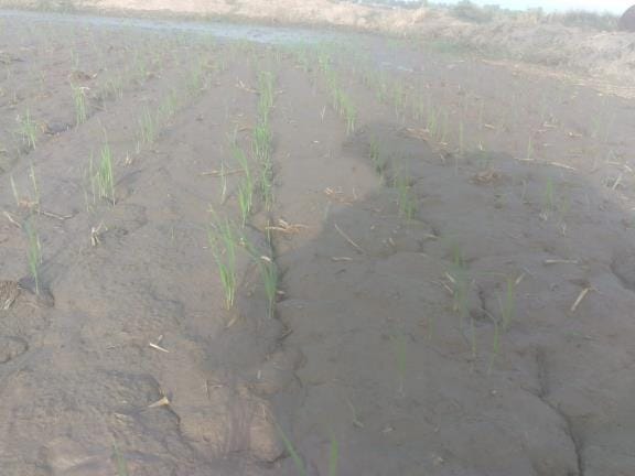 Farmers are disillusioned with direct sowing of paddy, upset over the lack of subsidies, the government has increased the compensation amount per acre