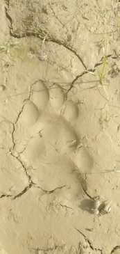 Farmers raised an alarm after seeing a tiger in their field, forest workers arrived