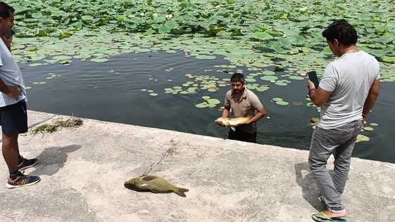 Hundreds of fish died in the pond, anger among devotees